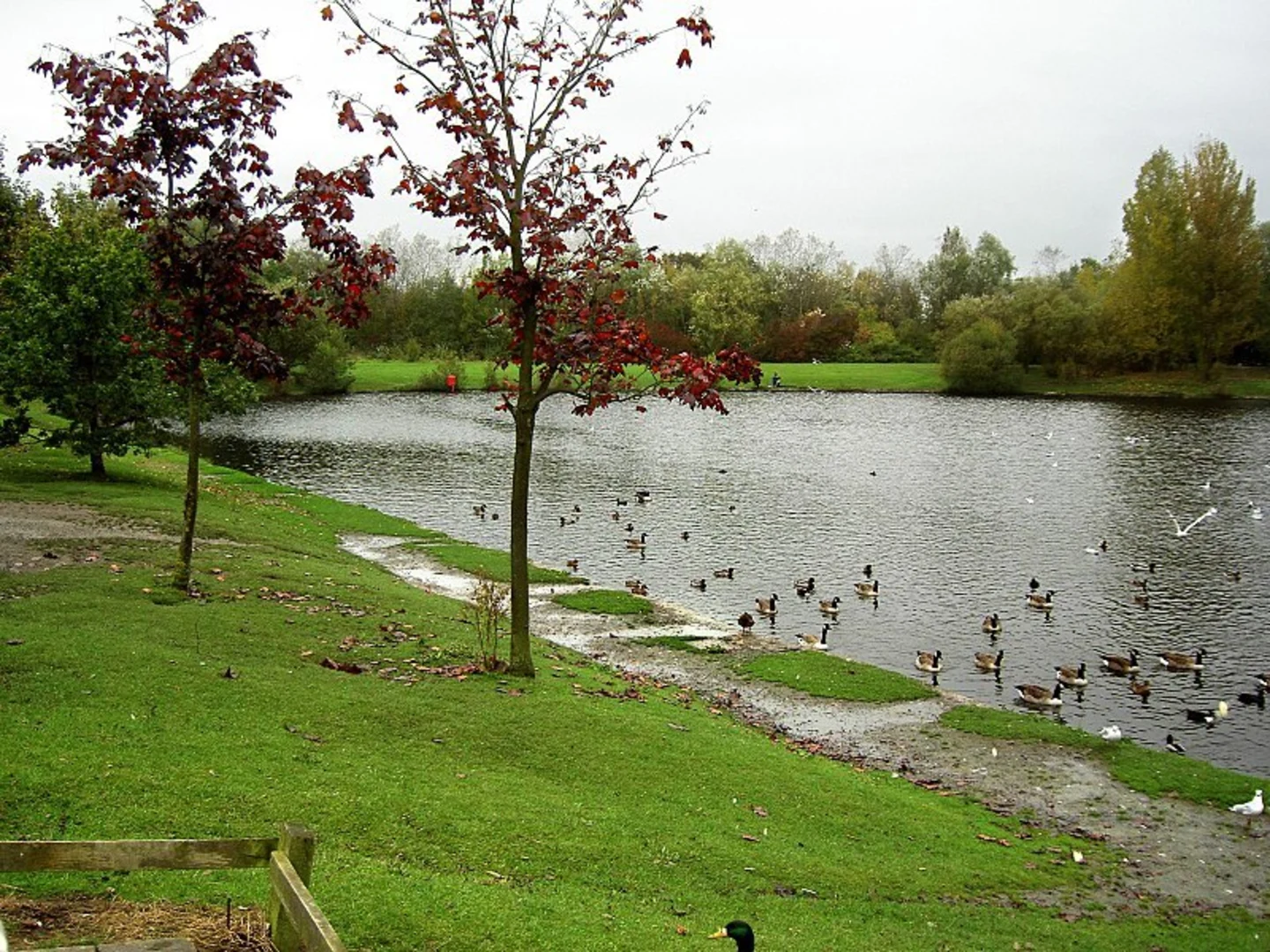 An image depicting the trail Orrell Water Park Loop and its surrounding area.