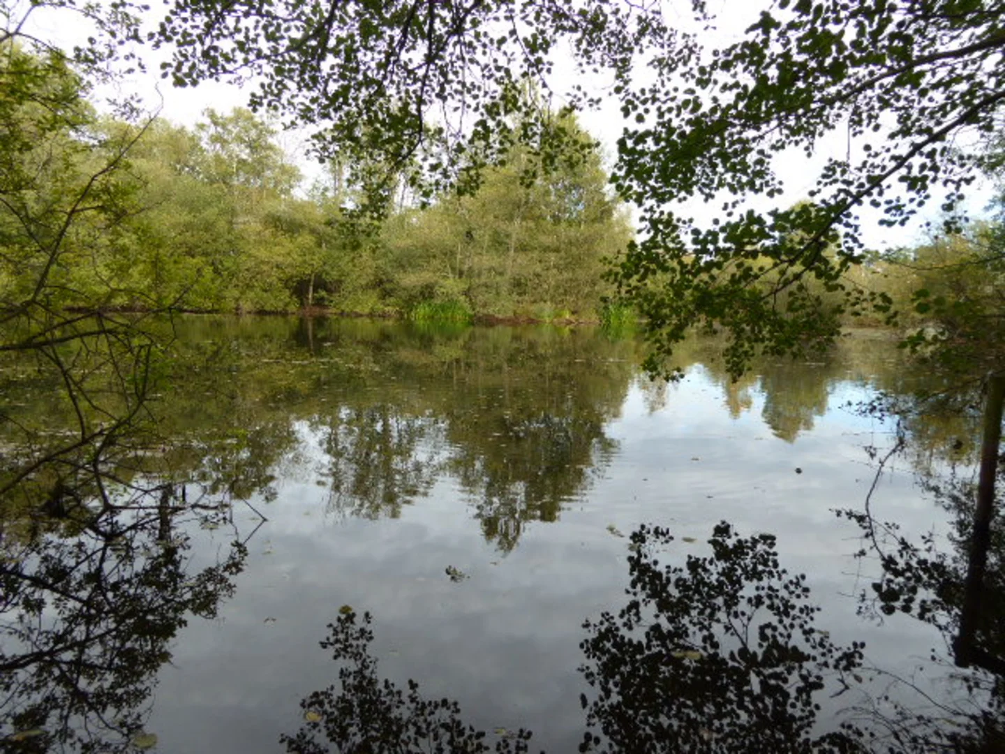 An image depicting the trail Sparham Pools Nature Reserve Loop and its surrounding area.