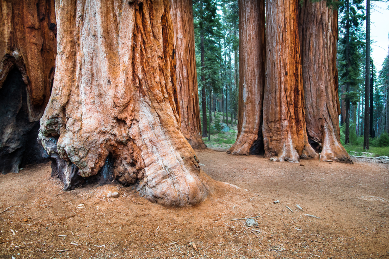An image depicting the trail Sugar Pine Trail and its surrounding area.