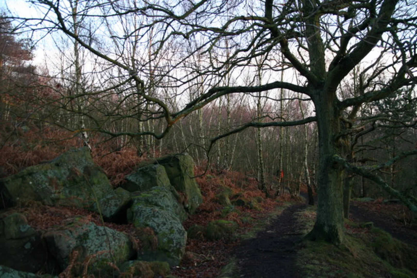 An image depicting the trail Wadsley Common Loop and its surrounding area.