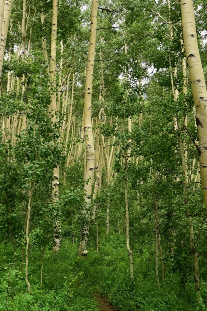 An image depicting the trail Liberty Bell Trail and its surrounding area.