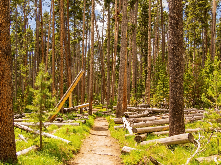 An image depicting the trail Elephant Back Mountain Trail and its surrounding area.