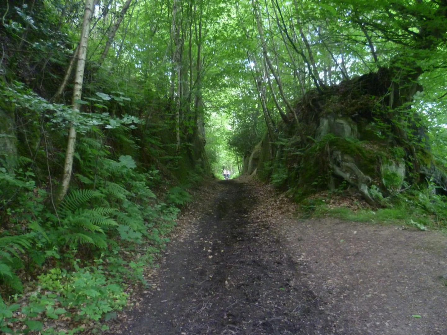 An image depicting the trail Hever, Penhurst and Markbeech Loop and its surrounding area.