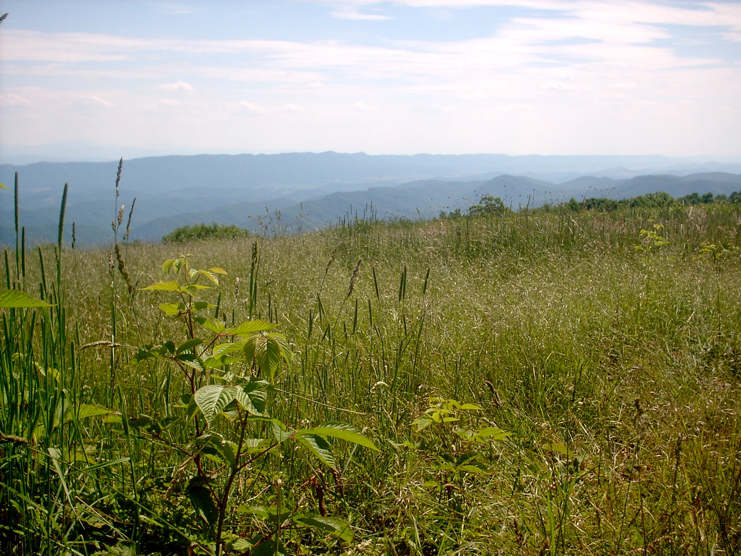 An image depicting the trail Chestnut Ridge via Hawk Run and its surrounding area.
