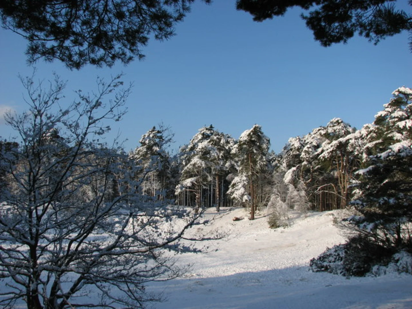 An image depicting the trail Oxshott Heath Loop and its surrounding area.