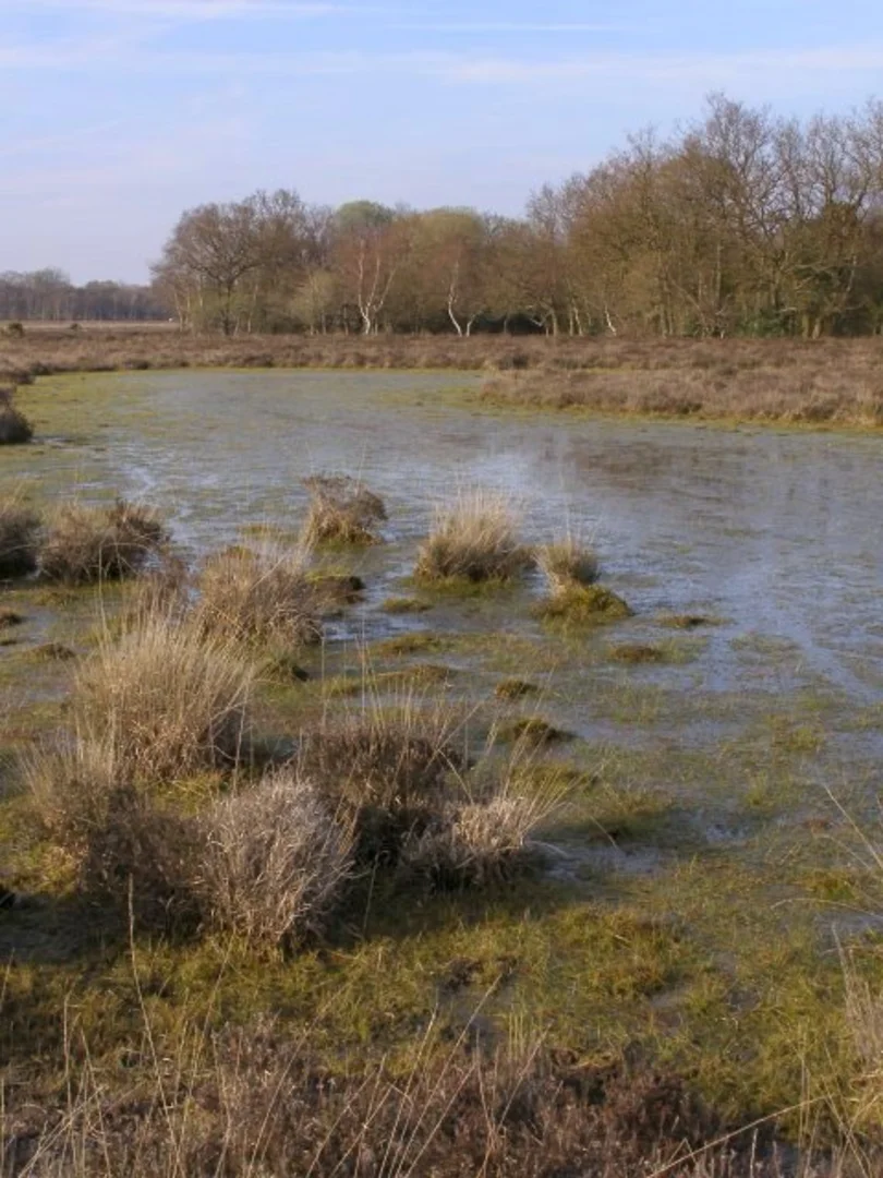 An image depicting the trail Great Stubby Hat Loop and its surrounding area.