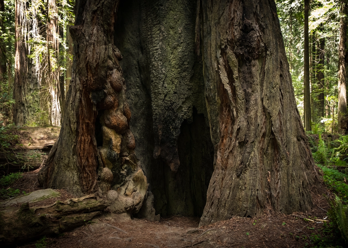 Bull Creek, South Johnson Camp and Grasshopper Road Loop Trail