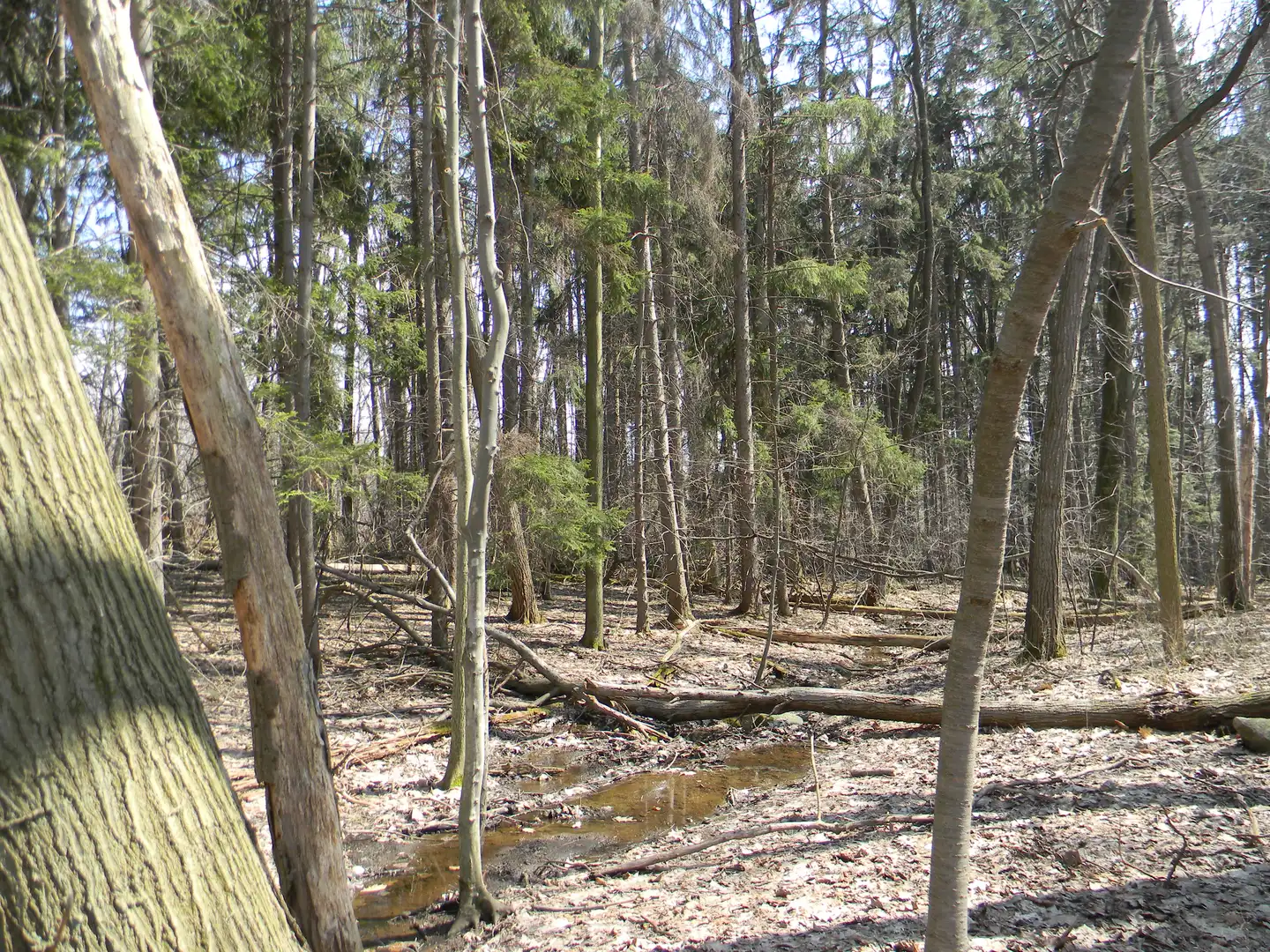 An image depicting the trail Meadow Loop in Asbury Woods Trail and its surrounding area.