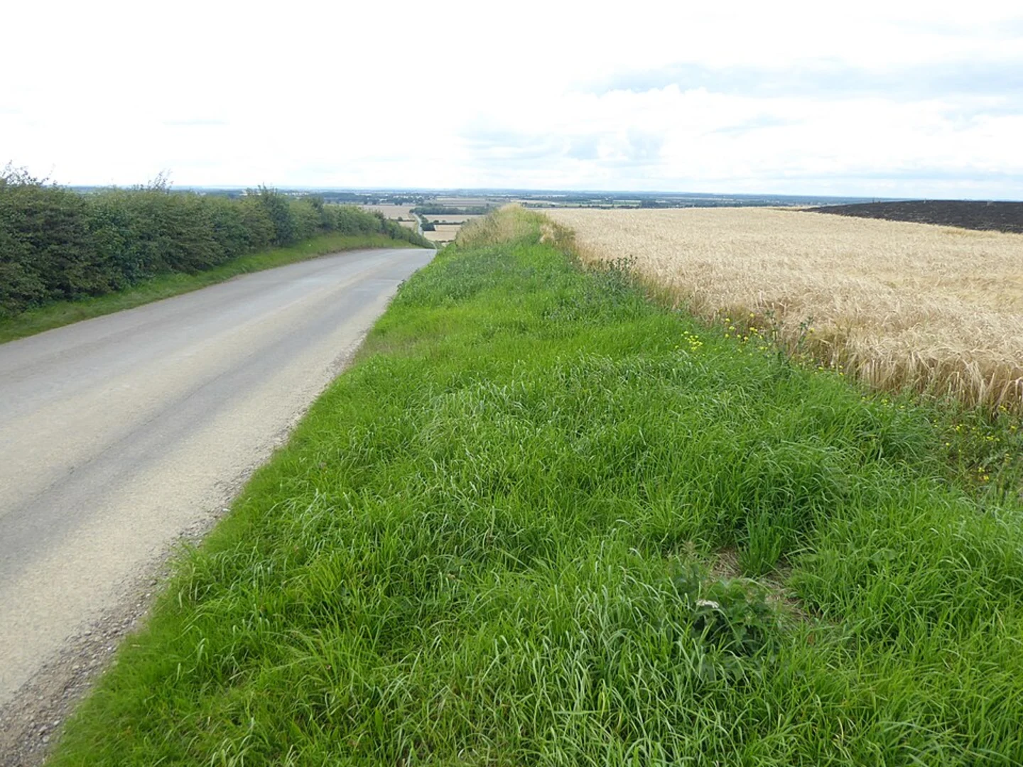 An image depicting the trail Brikett's and Gorse Hill Loop and its surrounding area.