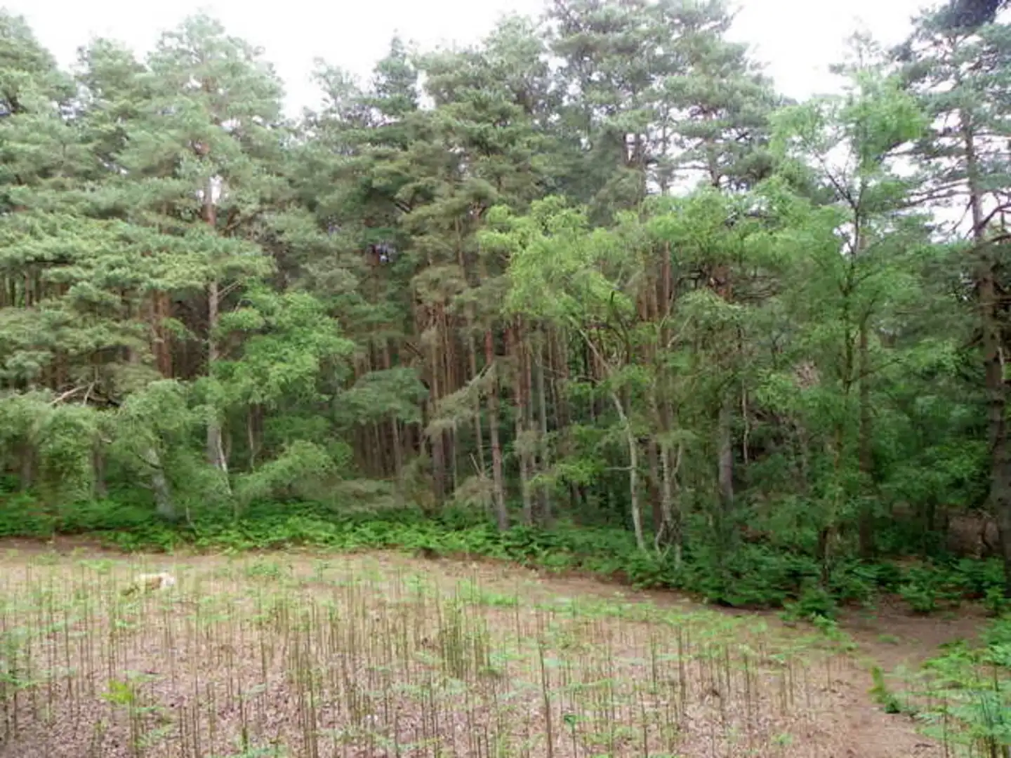 An image depicting the trail Low Heath and Hesworth Common Loop and its surrounding area.