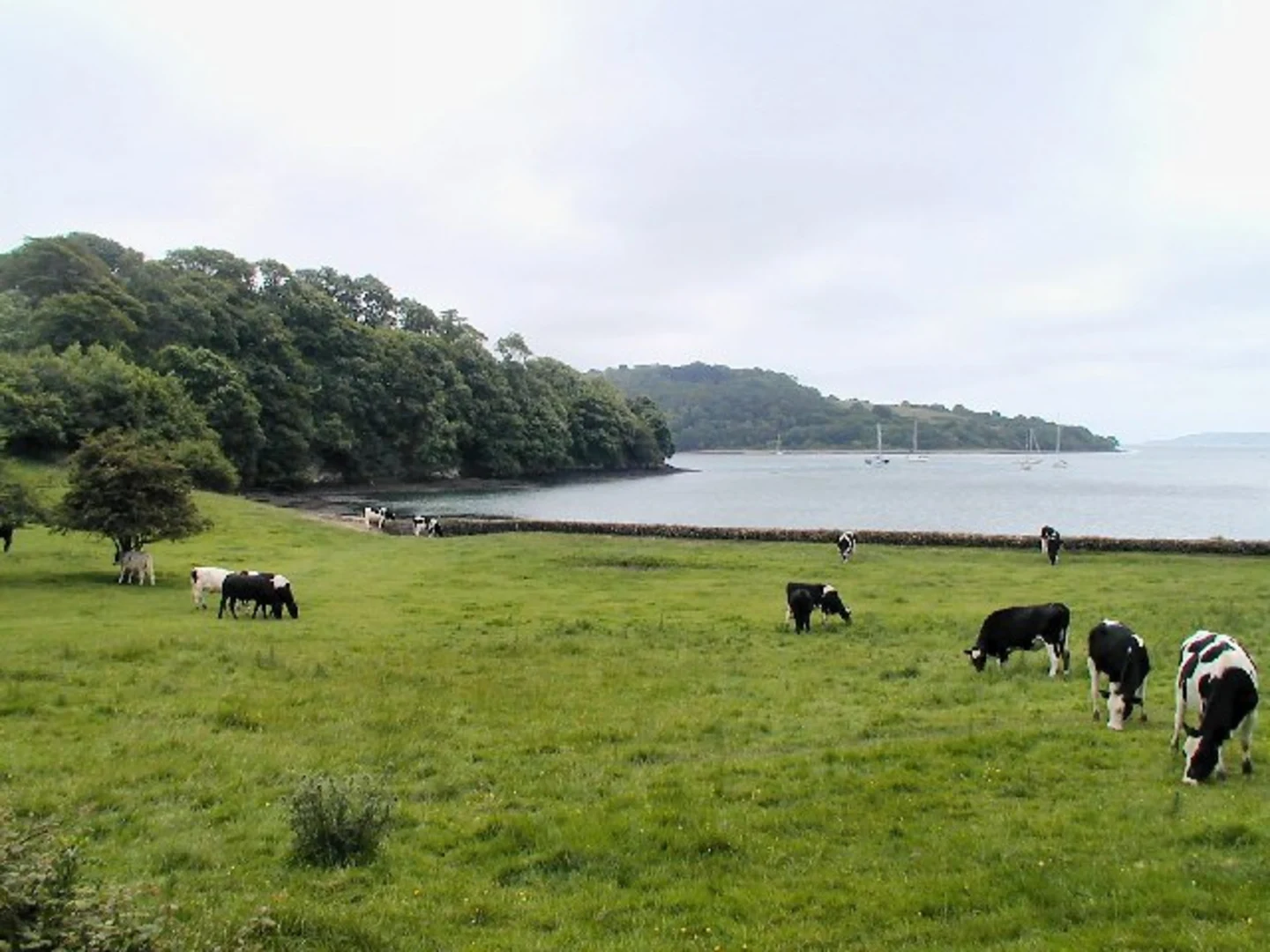 An image depicting the trail Trelissick's Secluded Stroll to Roundwood Quay and its surrounding area.