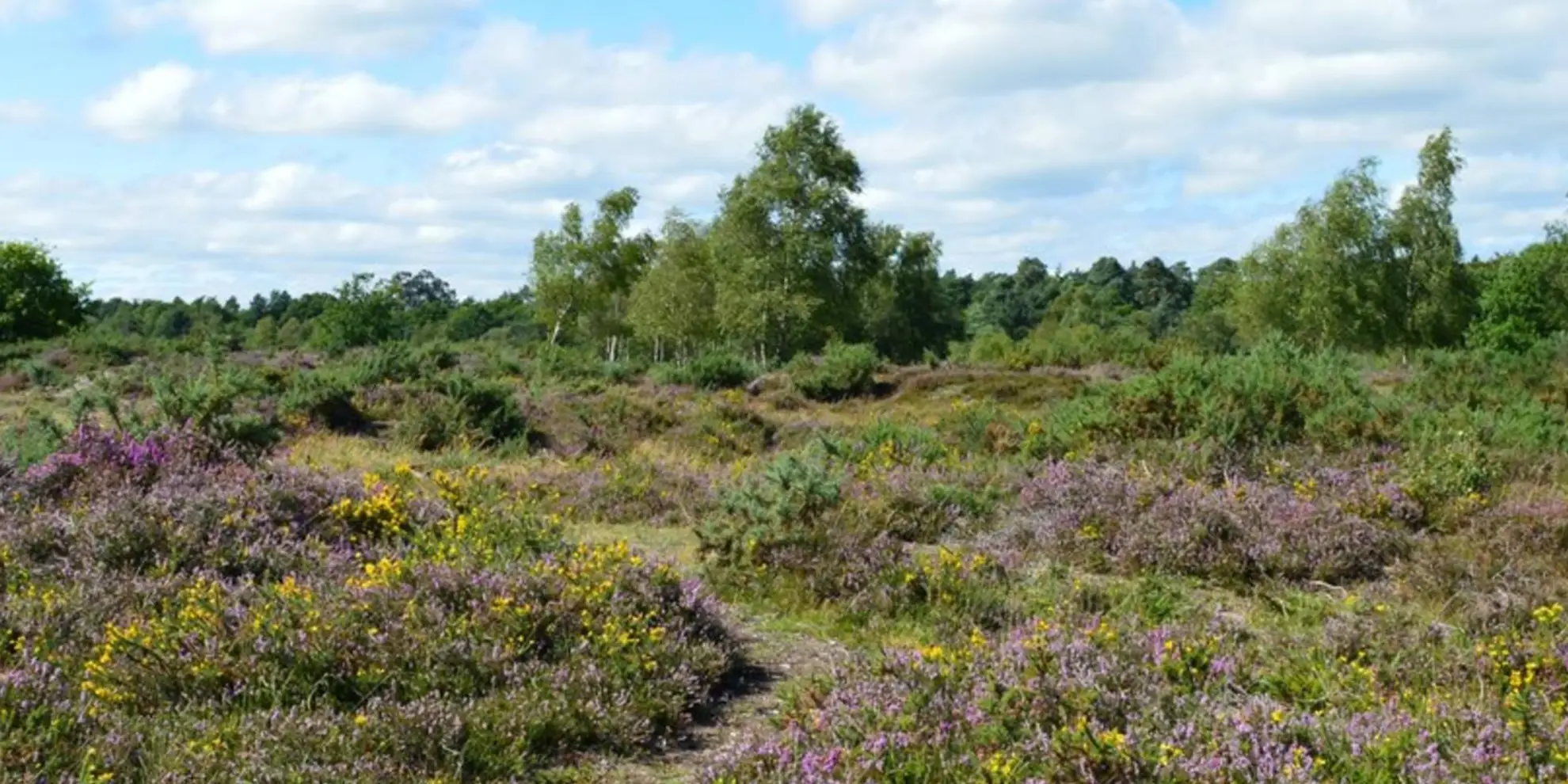 An image depicting the trail Silchester Common and Calleva Atrebatum and its surrounding area.