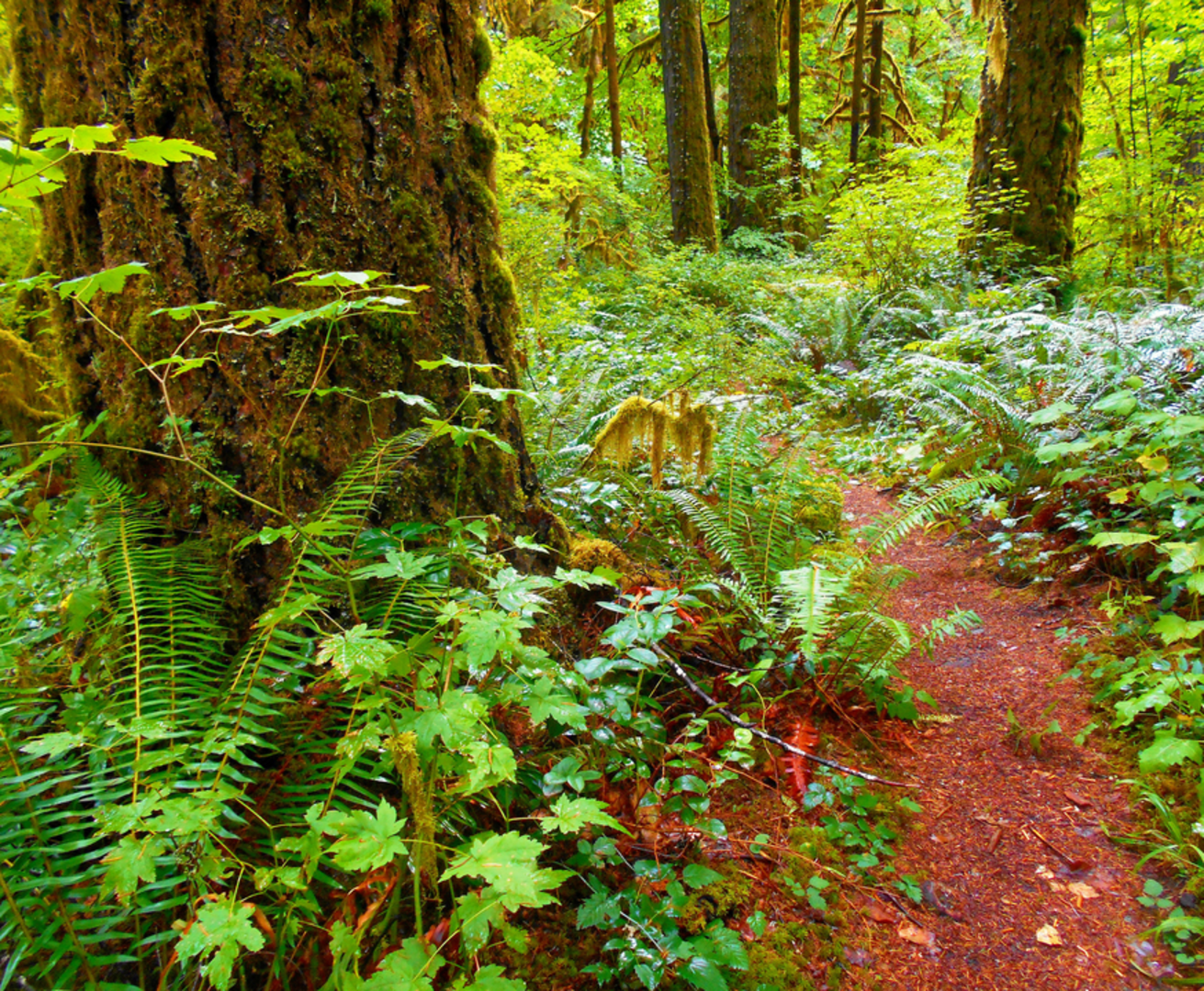 An image depicting the trail Trout Creek Trail and its surrounding area.