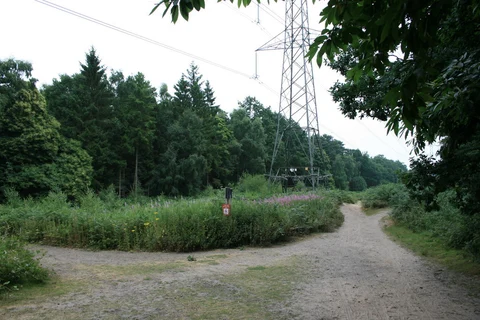 An image depicting the trail Esher Common and its surrounding area.