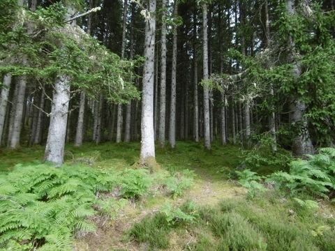 An image depicting the trail Torr Dhuin Loop - Auchterawe and its surrounding area.
