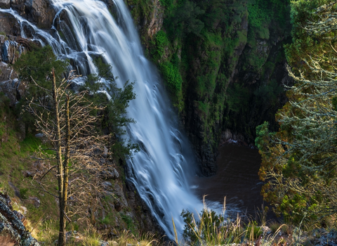 Grove Creek Falls Track