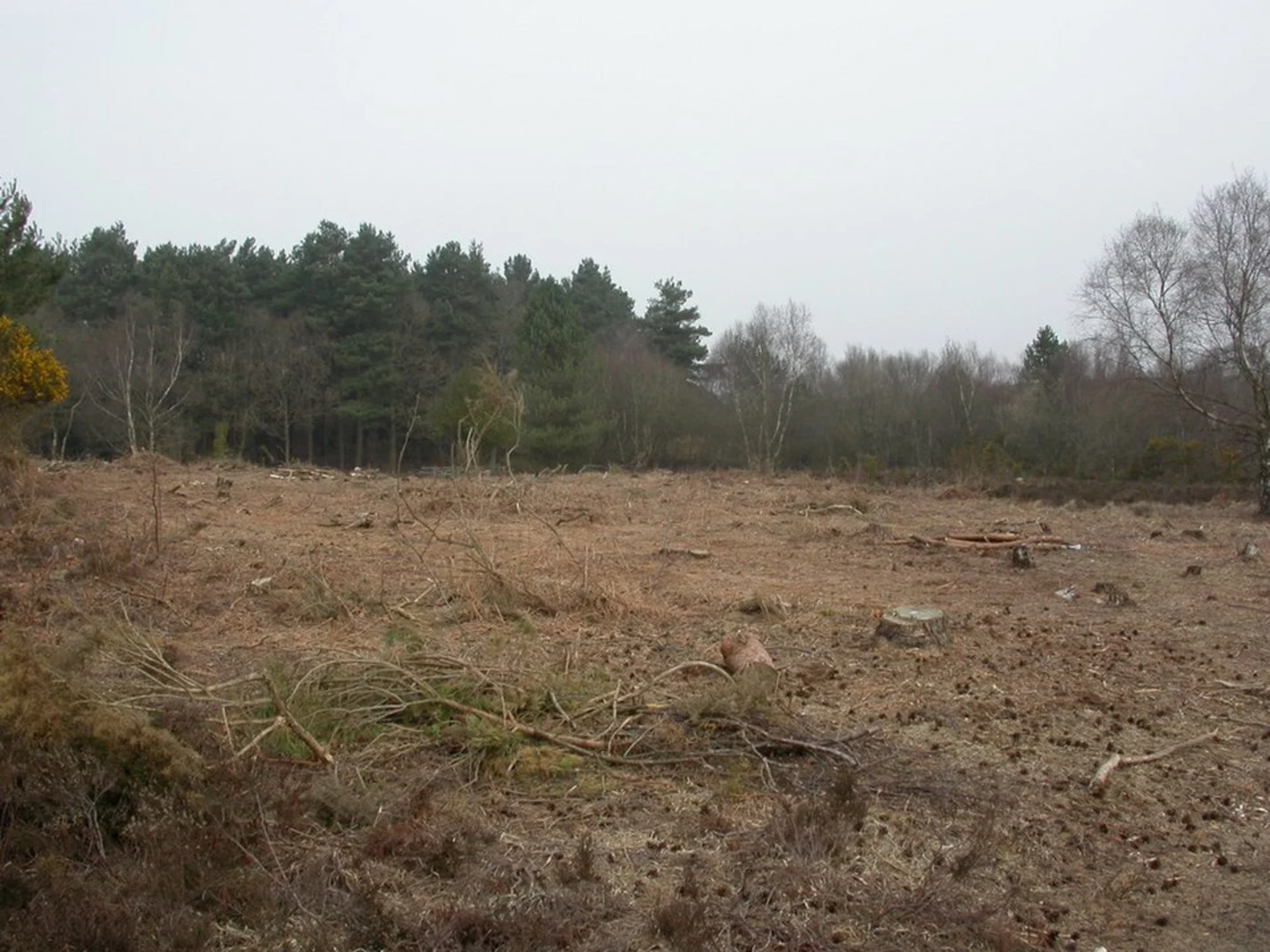 An image depicting the trail Bull Barrow, White Sheet Plantation and Holt Heath NNR and its surrounding area.