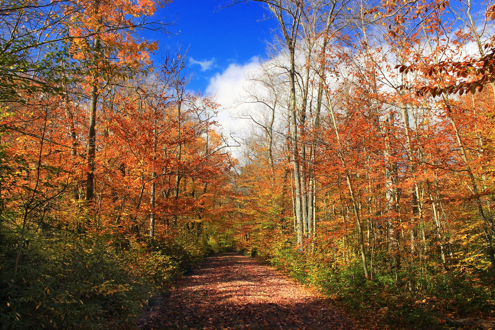 An image depicting the trail Pinchot Trail Loop and its surrounding area.