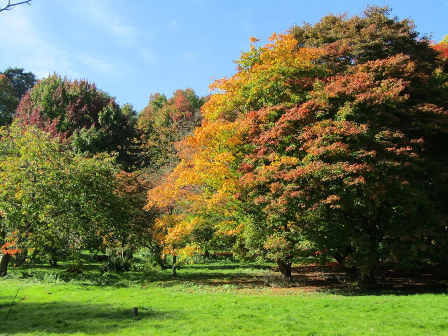 An image depicting the trail Winkworth Arboretum Loop and its surrounding area.