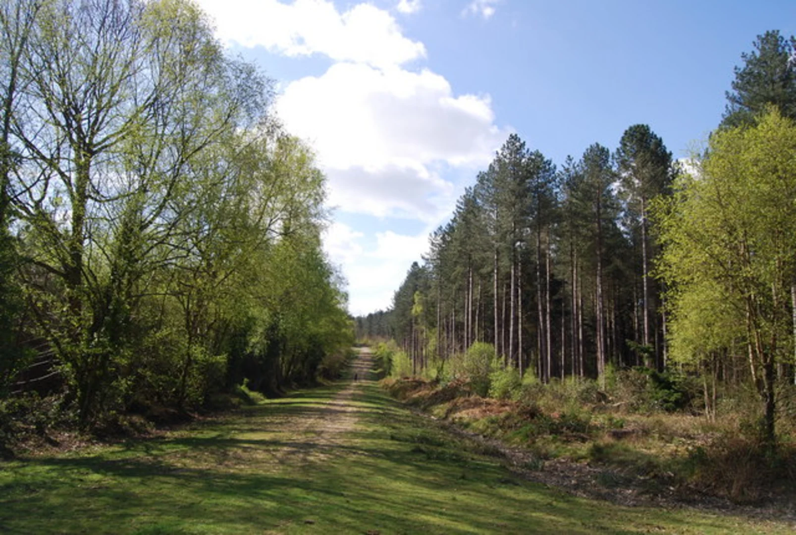 An image depicting the trail Battle Hill and Great Wood via 1066 Country Walk and its surrounding area.