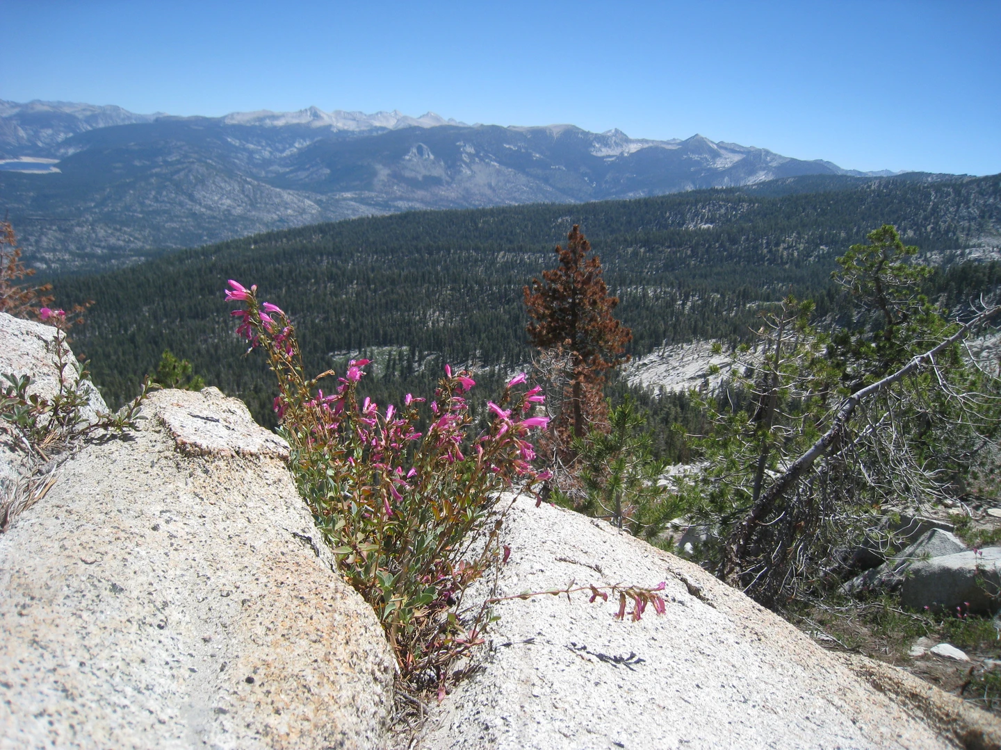 An image depicting the trail Kaiser Pass and White Bark Vista Trail and its surrounding area.