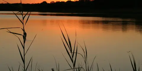 An image depicting the trail Lake Somerville Trailway and its surrounding area.