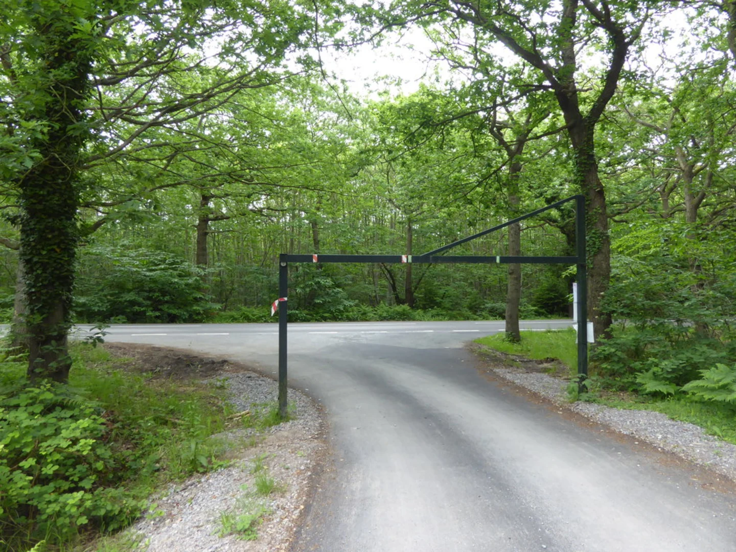 An image depicting the trail Clowes Wood Loop and its surrounding area.