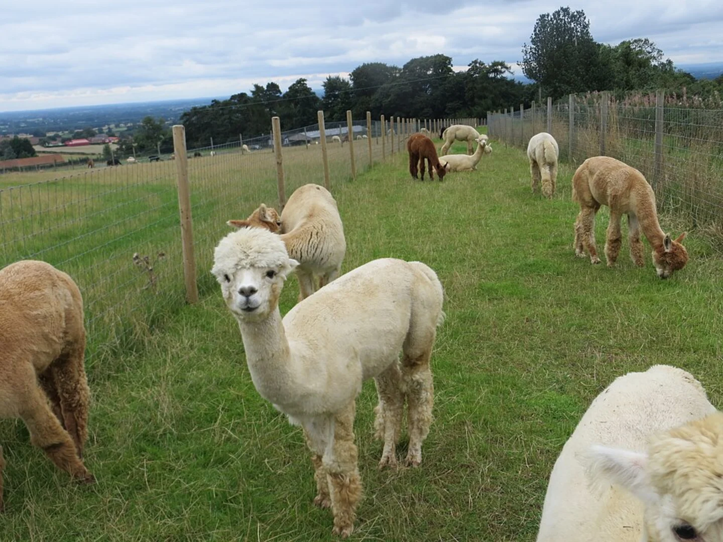 An image depicting the trail Husthwaite to Coxwold Loop and its surrounding area.