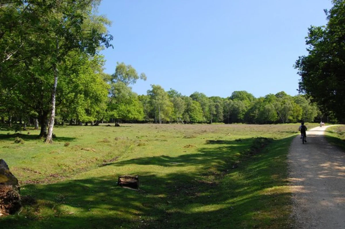 Whitley Wood and King's Hat in Lyndhurst
