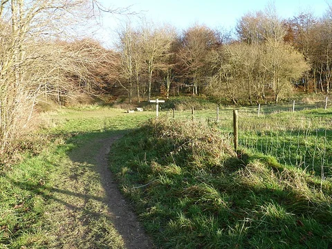Stoughton - Kingley Vale and Bow Hill from Stoughton Down