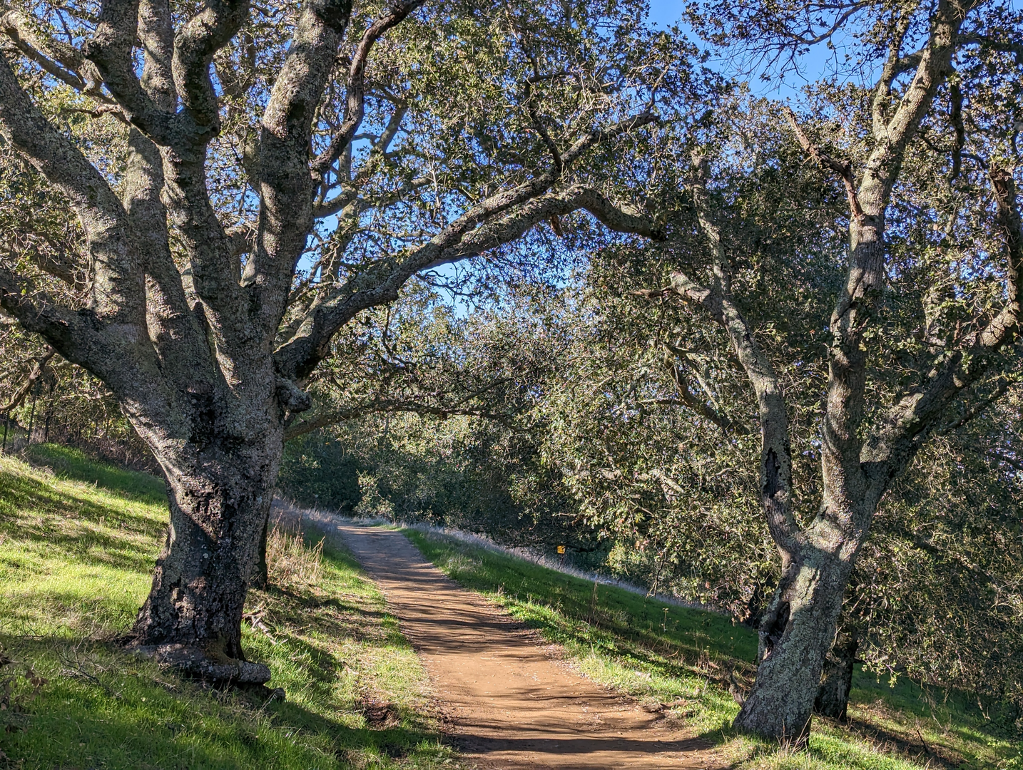 An image depicting the trail Thermalito Trail, Ridgeline Trail and Woodland Loop Trail and its surrounding area.