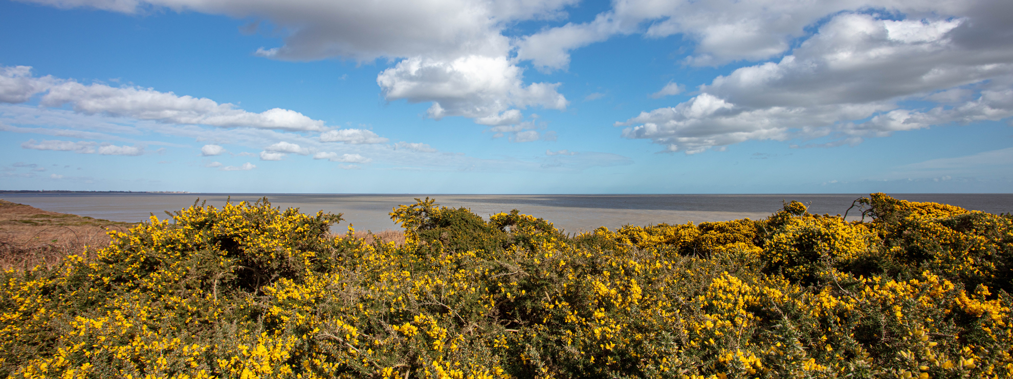 An image depicting the trail Dunwich Heath and Beach - Gorse Walk - Suffolk and its surrounding area.
