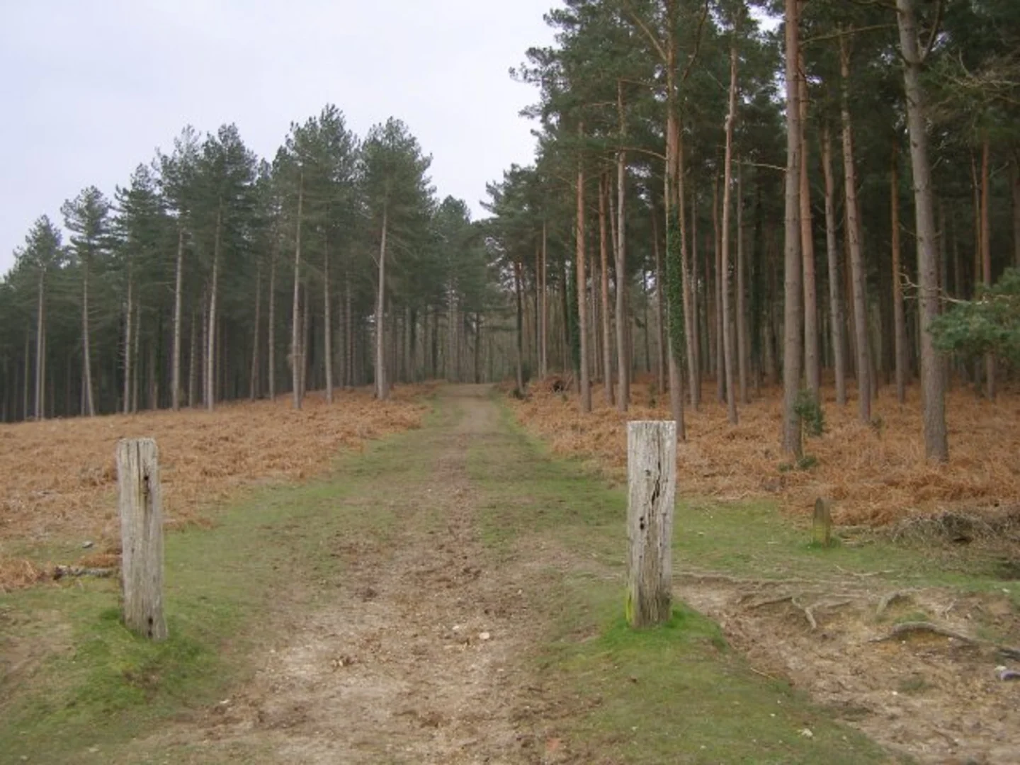 An image depicting the trail Fritham Circular Walk via Pitts Wood Inclosure and its surrounding area.