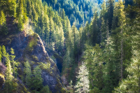 An image depicting the trail Upper South Fork Skokomish Trail and its surrounding area.