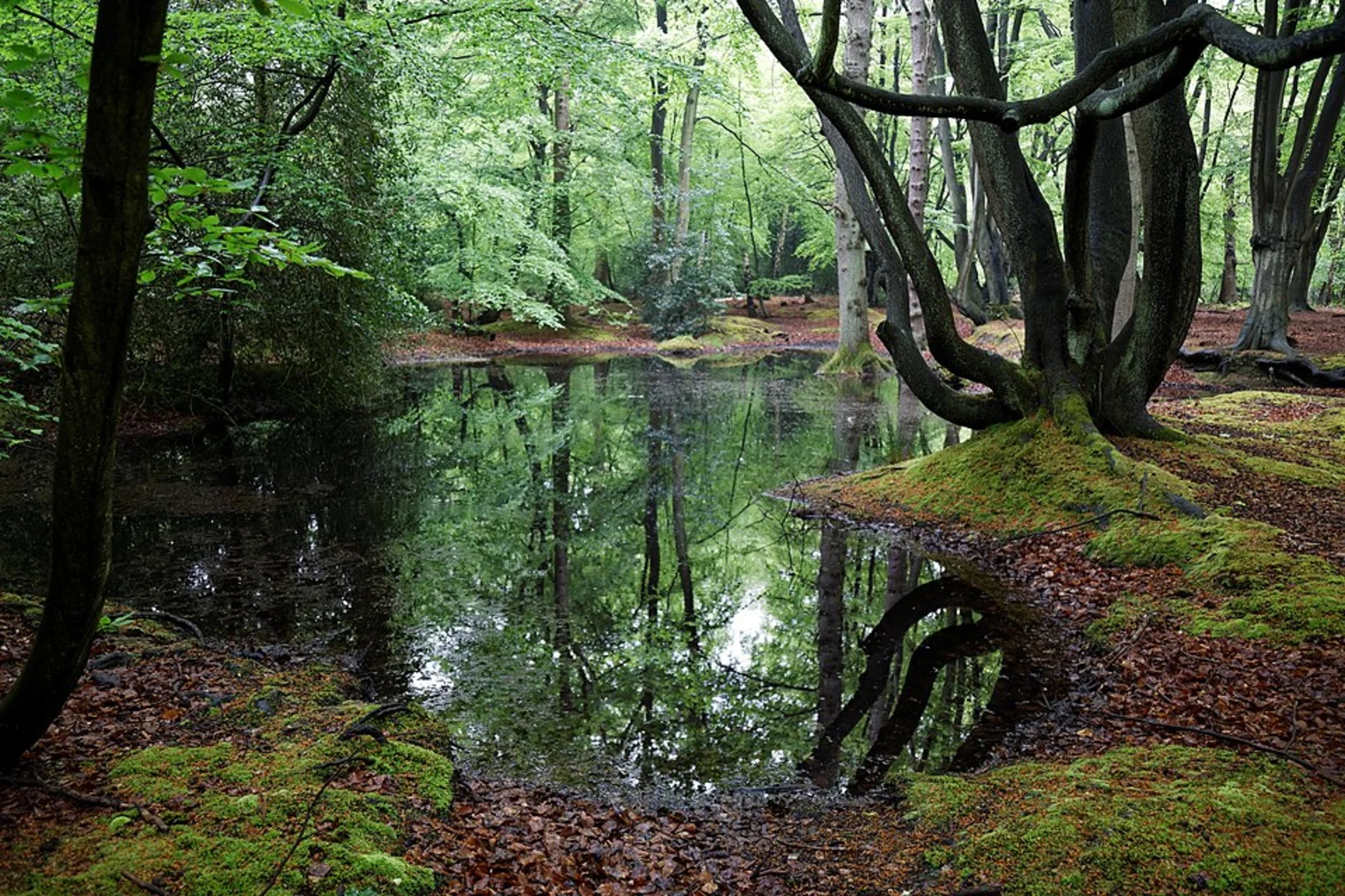 An image depicting the trail Epping Forest Loop and its surrounding area.