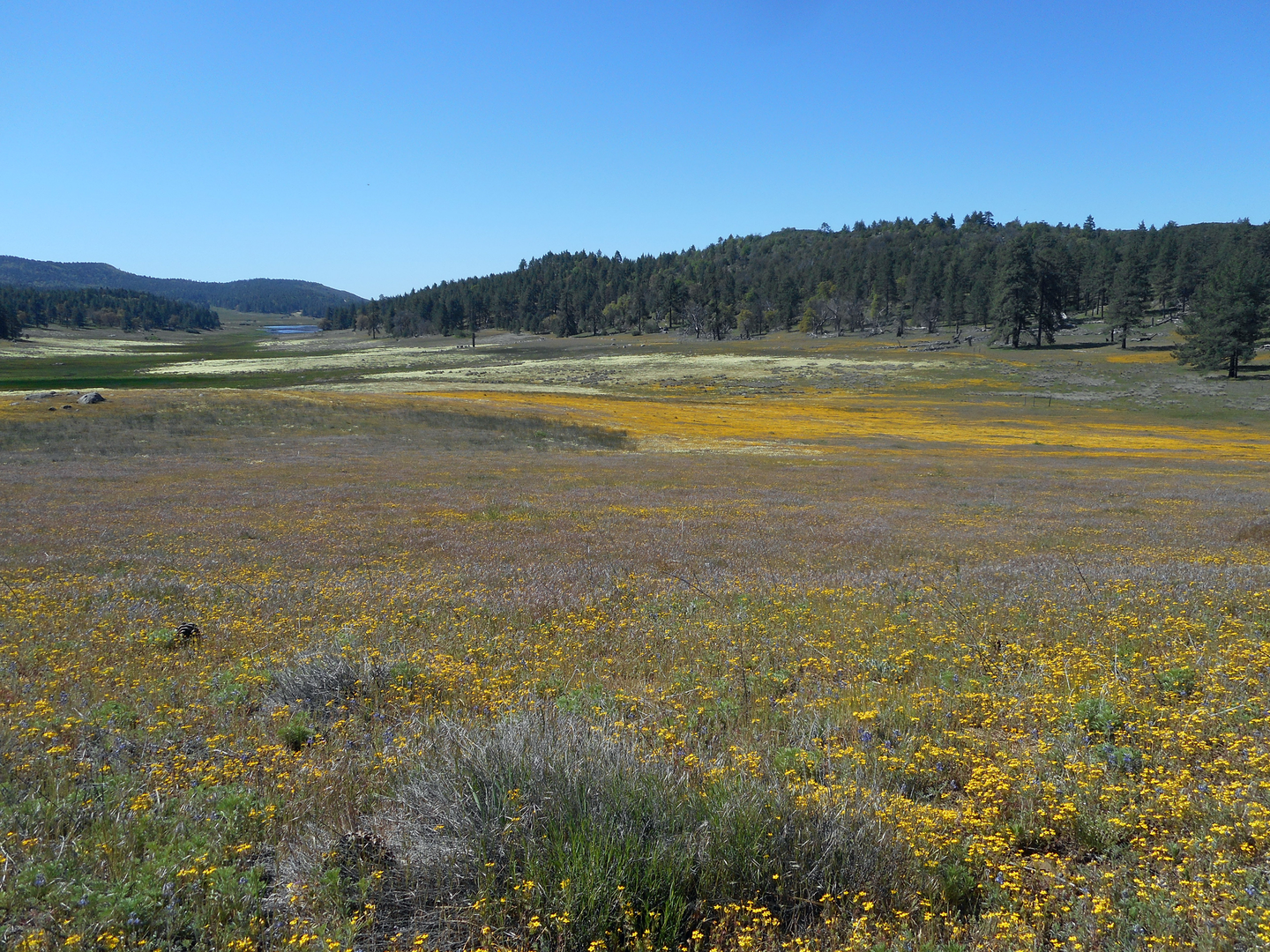 An image depicting the trail Wooded Hill Campground Loop and its surrounding area.