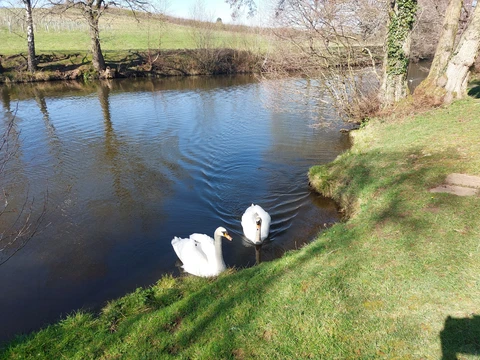 Barnt Green woods, water and field