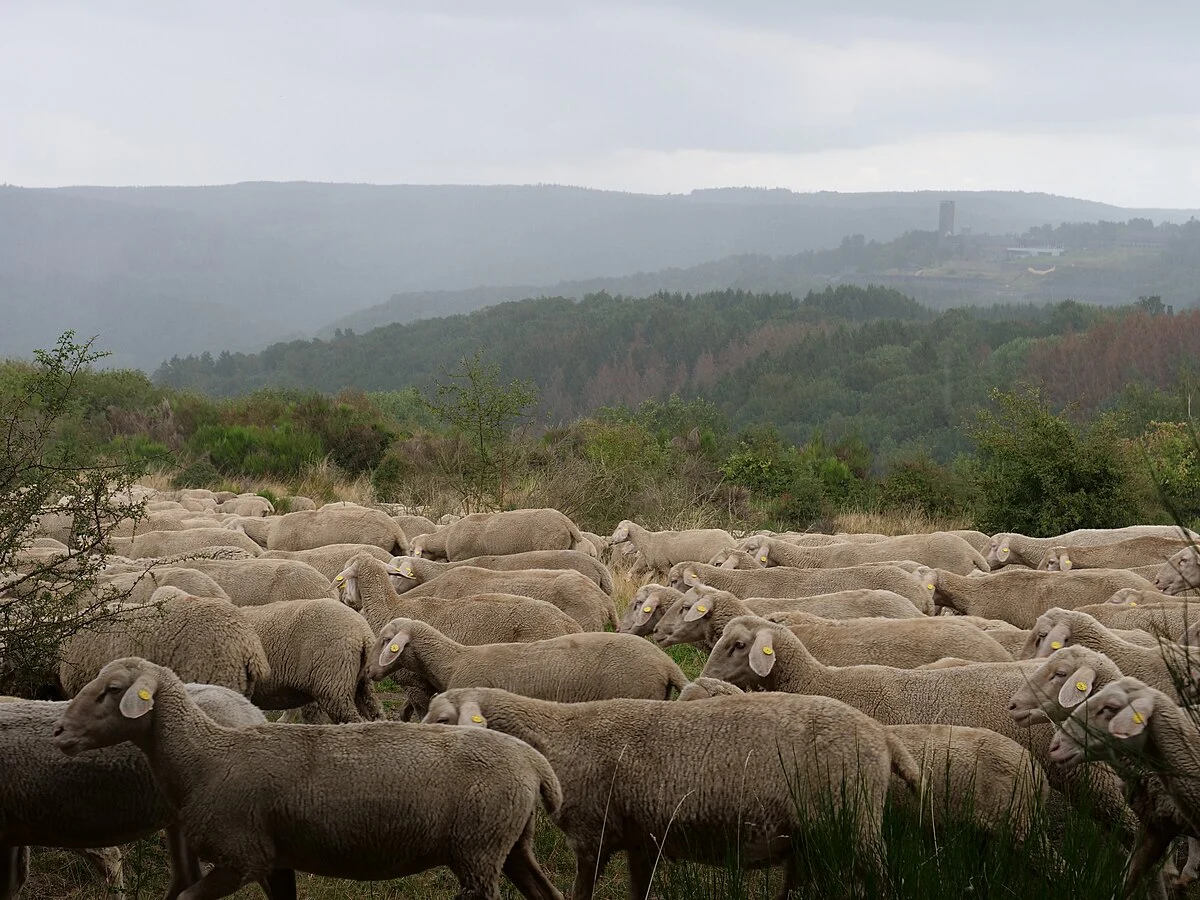 NN via Dreiborn 2 Loop