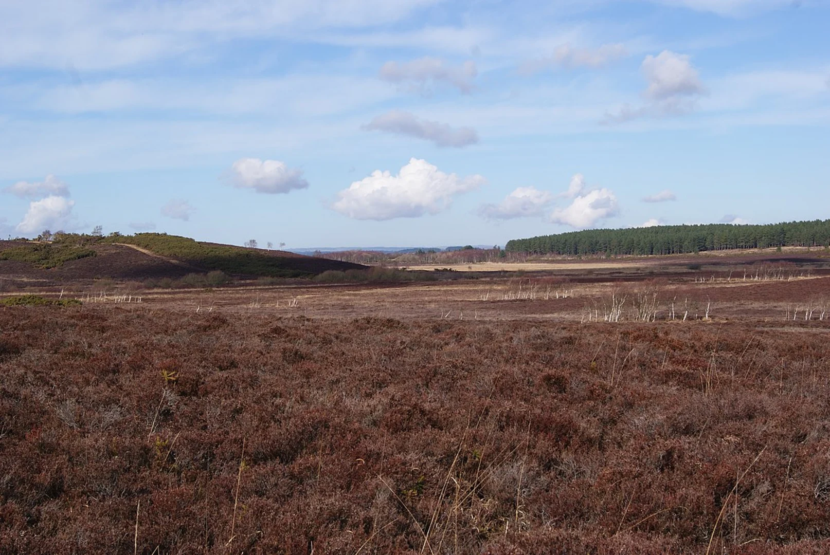 An image depicting the trail Hartland Moor Loop and its surrounding area.