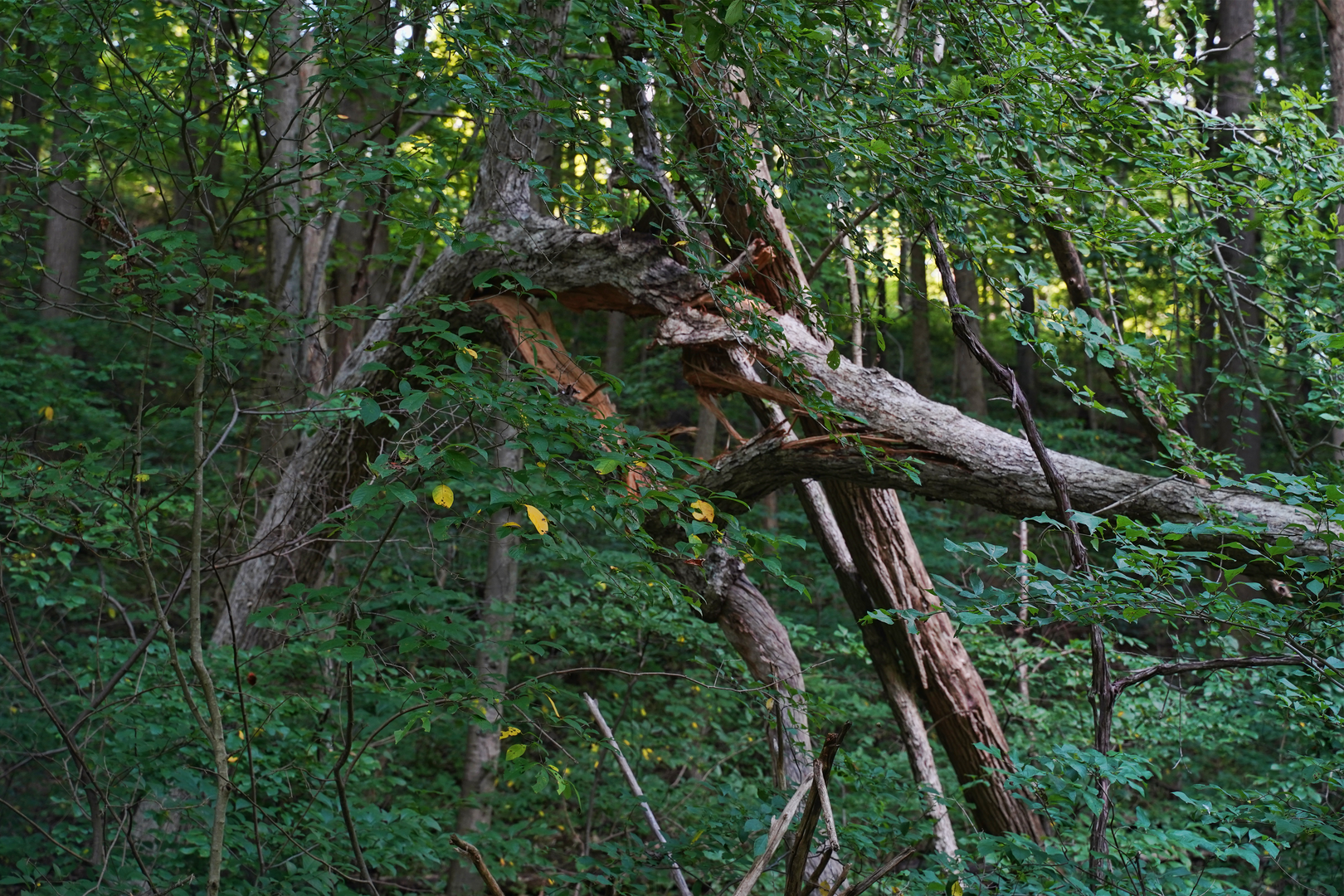 An image depicting the trail Ghost Town Trail and its surrounding area.