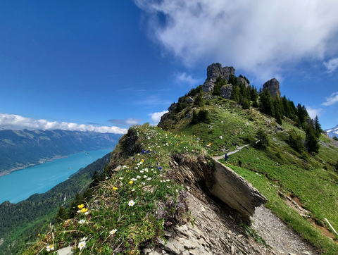 Schynige Platte - Oberberghorn - Schynige Platte