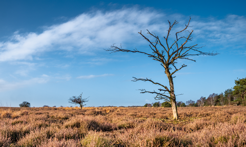 Putten to Elspeet via Oud Groevenbeek, Ermelosche Heide and Elspeetsche Heide