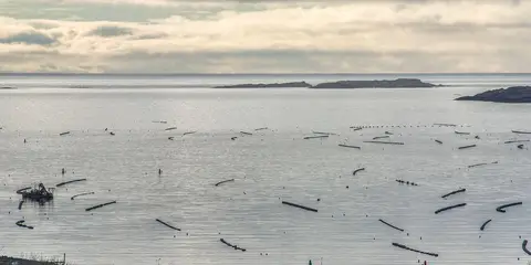 An image depicting the trail Fastnet Trails - Deerinnard Loop and its surrounding area.