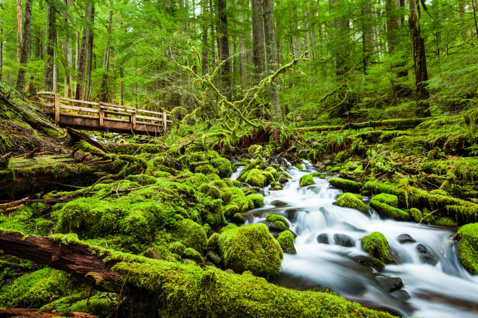 An image depicting the trail Sol Duc Falls Nature Trail and its surrounding area.