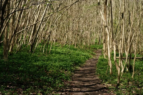 An image depicting the trail Beechy Wood, Norbury Park and Updown Wood and its surrounding area.