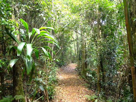 Rainforest Circuit Walk
