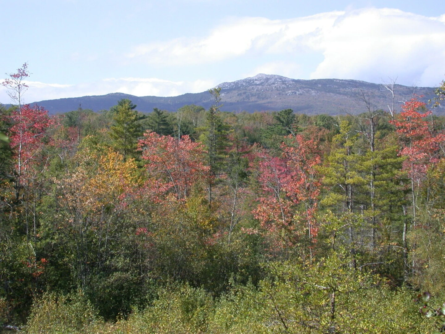 An image depicting the trail Mount Monadnock Trail and its surrounding area.