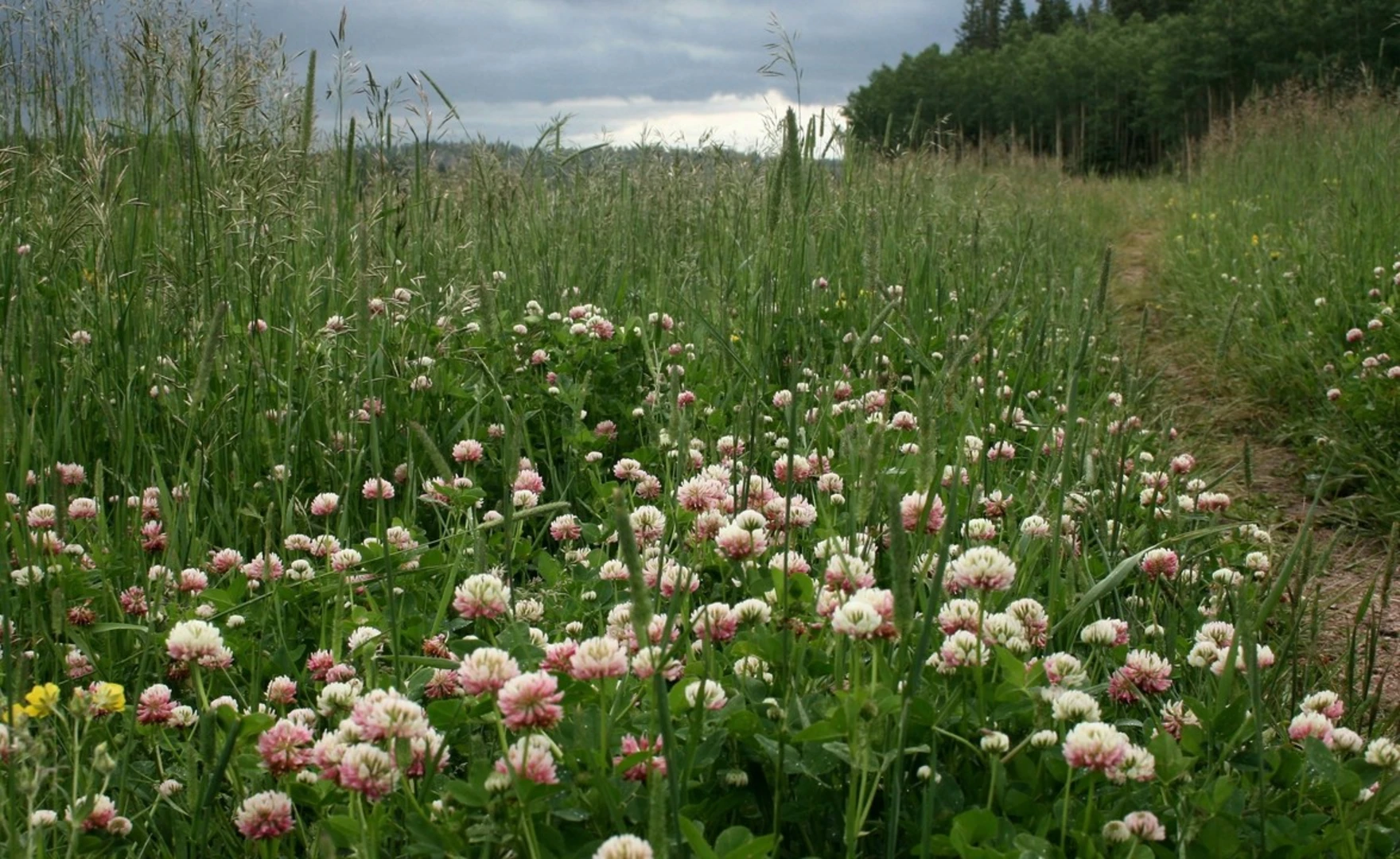 An image depicting the trail Rainbow Gulch Trail and its surrounding area.