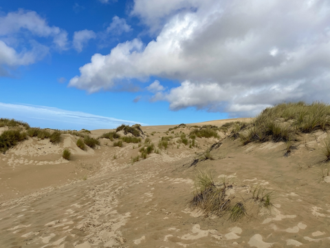 An image depicting the trail John Dellenback Dunes Trail and its surrounding area.