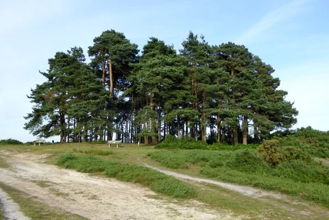 An image depicting the trail Fairwarp and Duddleswell Loop and its surrounding area.